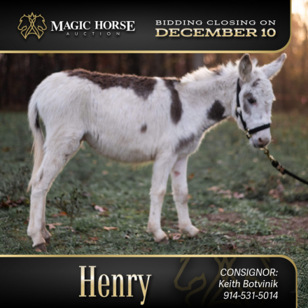 HorseID: 2286437 Henry - PhotoID: 1063203