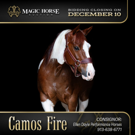 HorseID: 2286438 Camo's Fire - PhotoID: 1063204