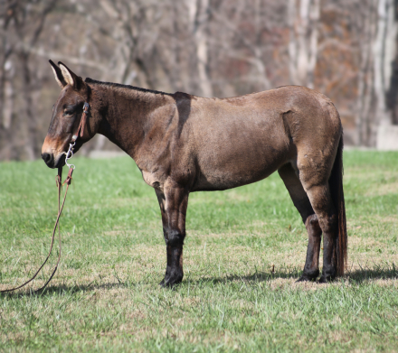 HorseID: 2286439 Shirley Temple - PhotoID: 1063208