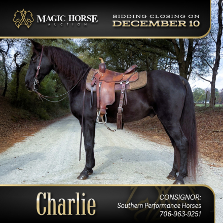 HorseID: 2286445 Charlie* - PhotoID: 1063261