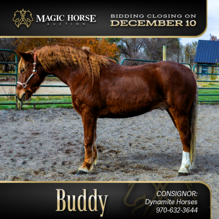 HorseID: 2286446 Buddy* - PhotoID: 1063262