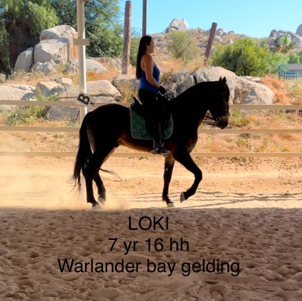 HorseID: 2286452 Loki - PhotoID: 1063273