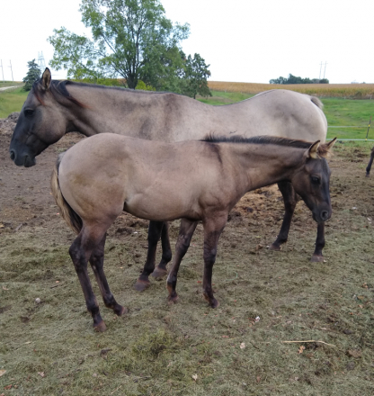 HorseID: 2286455 BRAVOS PRAIRIE SUN - PhotoID: 1063280