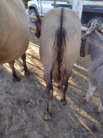 HorseID: 2286455 BRAVOS PRAIRIE SUN - PhotoID: 1063281