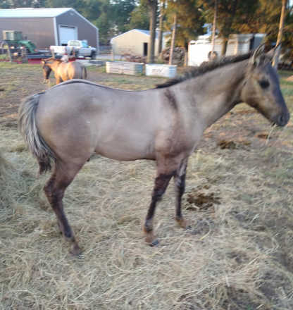 HorseID: 2286455 BRAVOS PRAIRIE SUN - PhotoID: 1063283