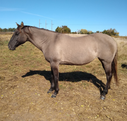 HorseID: 2286458 JAZ PRAIRIE SAGE - PhotoID: 1063286