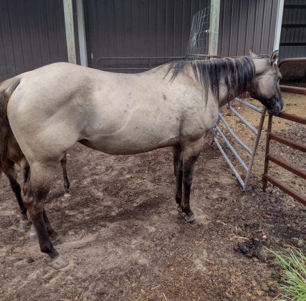 HorseID: 2286458 JAZ PRAIRIE SAGE - PhotoID: 1063288