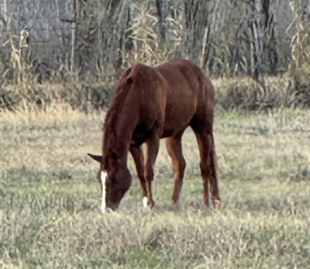 HorseID: 2286476 Pepto N My Step - PhotoID: 1064247