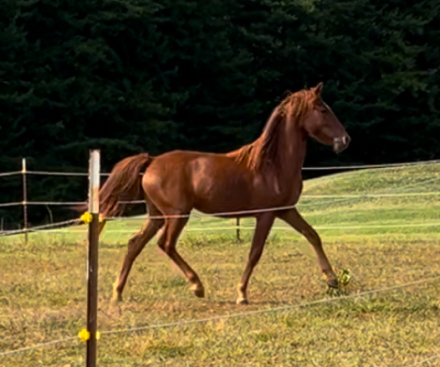 HorseID: 2286477 Penny - PhotoID: 1063301