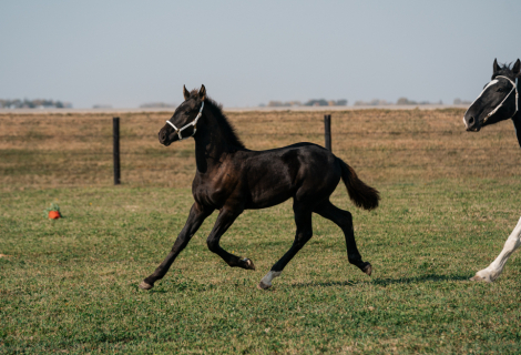 HorseID: 2286479 Cyrin of Imperial Reign - PhotoID: 1063308