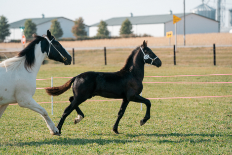 HorseID: 2286479 Cyrin of Imperial Reign - PhotoID: 1063309