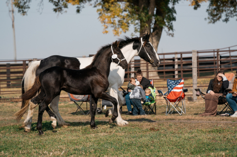 HorseID: 2286479 Cyrin of Imperial Reign - PhotoID: 1063310