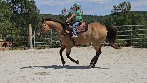 HorseID: 2286486 Whiskey. Star of the CU Savanana Banana Game! - PhotoID: 1063314