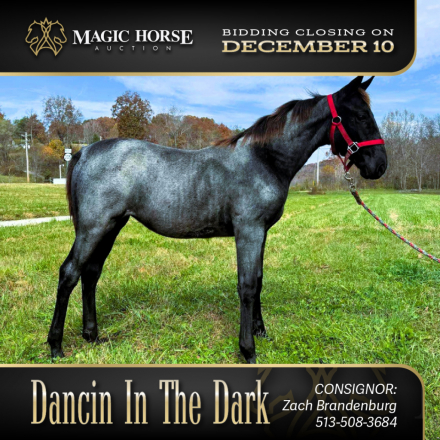 HorseID: 2286490 Dancin In The Dark - PhotoID: 1063329