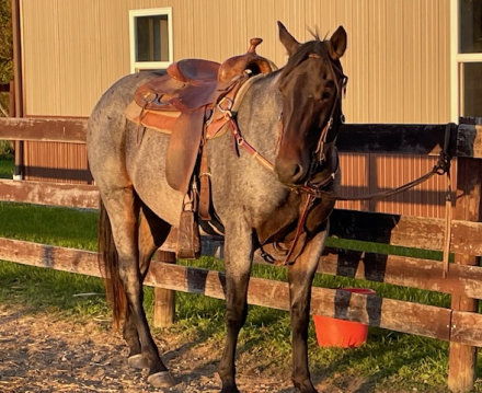 HorseID: 2286492 Blue Tom Scooter - PhotoID: 1063330