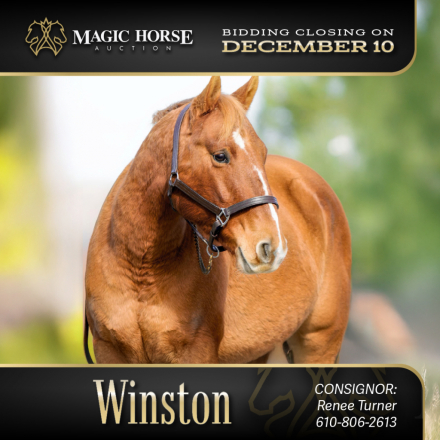 HorseID: 2286495 Winston - PhotoID: 1063332