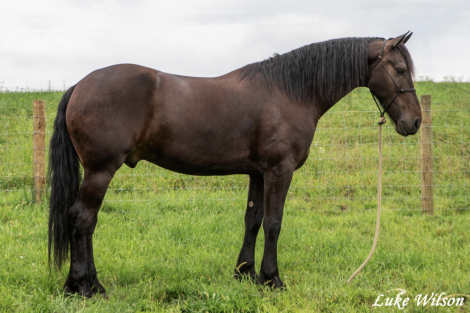 HorseID: 2286496 Soaring Into the Sky Zorro - PhotoID: 1063333