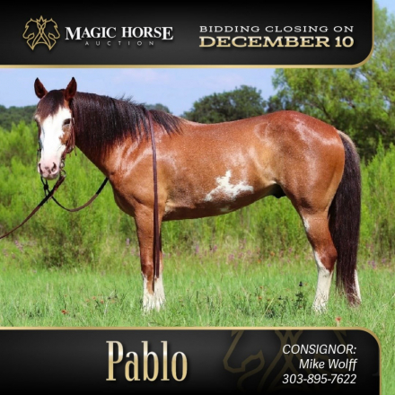 HorseID: 2286498 Pablo* - PhotoID: 1063334