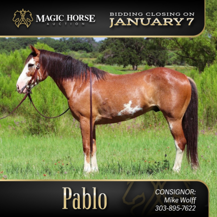 HorseID: 2286498 Pablo* - PhotoID: 1063334