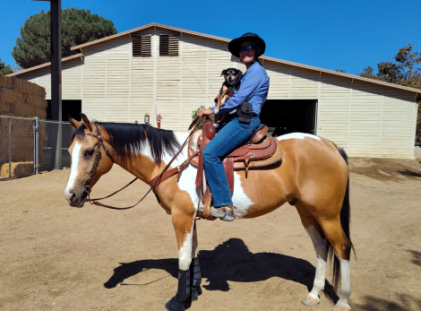 HorseID: 2286516 Buckskin Pinto Trail Horse - PhotoID: 1063355