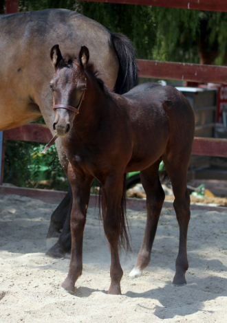 HorseID: 2286526 Telesis Pint O’The Black Stuff - PhotoID: 1063373