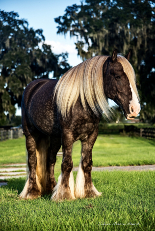 HorseID: 2286551 SER Dreamin of silver - PhotoID: 1063407