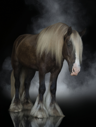 HorseID: 2286551 SER Dreamin of silver - PhotoID: 1063410