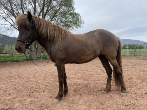 HorseID: 2286555 Lukka from Gló Icelandics - PhotoID: 1063421