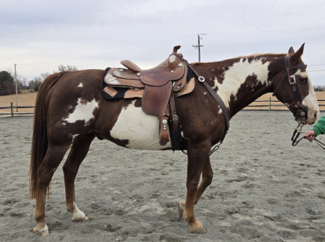 HorseID: 2286559 Cheddar - PhotoID: 1063571