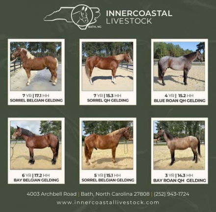 HorseID: 2286566 Horses For Sale - PhotoID: 1063430