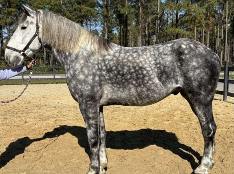 HorseID: 2286566 Horses For Sale - PhotoID: 1063502