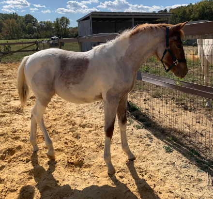 HorseID: 2286587 JE Playboys Nebula, - PhotoID: 1063457