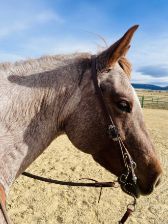 HorseID: 2286607 perfect spec a pepper - PhotoID: 1063468