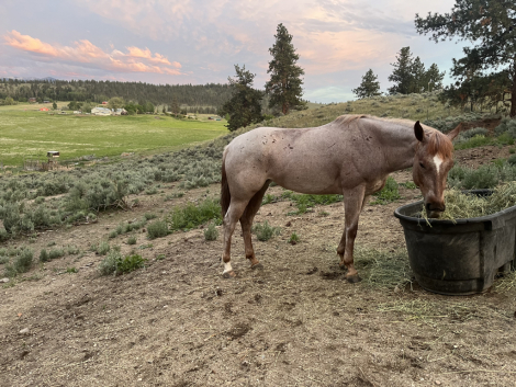 HorseID: 2286607 perfect spec a pepper - PhotoID: 1063470