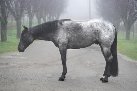 HorseID: 2286616 Hancocks Blue Hunk - PhotoID: 1063475