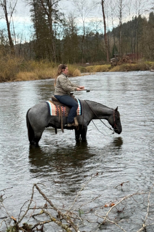 HorseID: 2286616 Hancocks Blue Hunk - PhotoID: 1063478