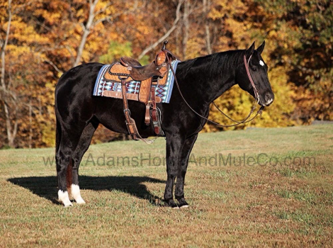 HorseID: 2286645 COLOR ME BLACK - PhotoID: 1063507