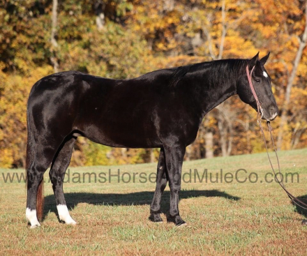 HorseID: 2286645 COLOR ME BLACK - PhotoID: 1063508