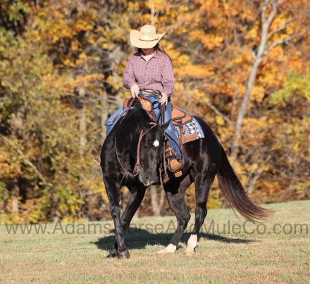 HorseID: 2286645 COLOR ME BLACK - PhotoID: 1063510