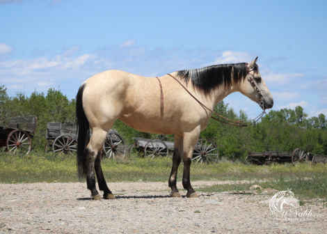 HorseID: 2286678 Teqita Skyler De Cat - PhotoID: 1063541