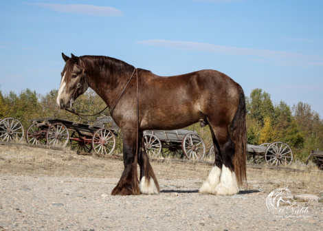 HorseID: 2286681 Silver Agave of Sky Horse - PhotoID: 1063536