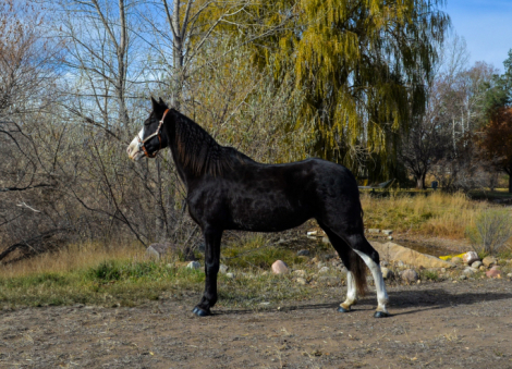 HorseID: 2286690 Marble - PhotoID: 1063544