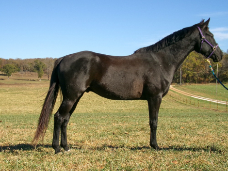 HorseID: 2286693 Baloo CHF - PhotoID: 1063553