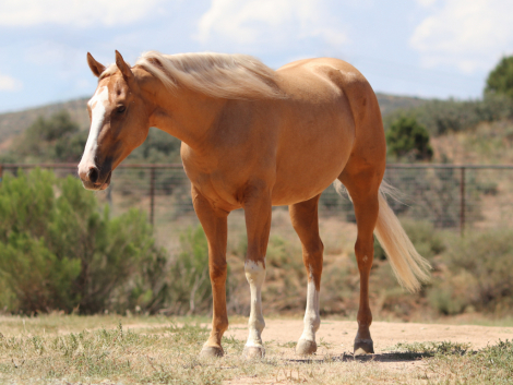 HorseID: 2286699 Vintage Cream - PhotoID: 1063558