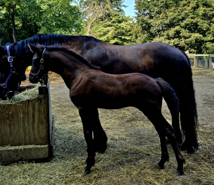 HorseID: 2286715 Aristotle's Buttercup SCS - PhotoID: 1063594