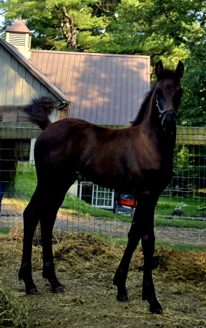 HorseID: 2286715 Aristotle's Buttercup SCS - PhotoID: 1063596