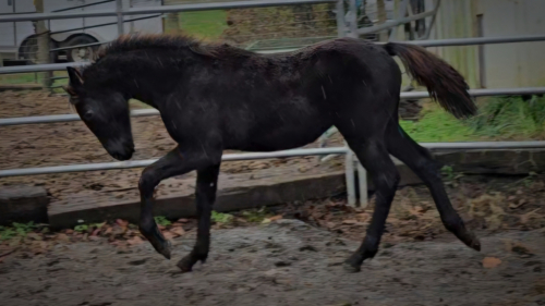 HorseID: 2286715 Aristotle's Buttercup SCS - PhotoID: 1063597