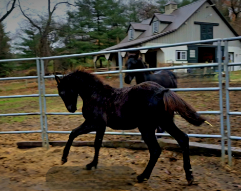 HorseID: 2286715 Aristotle's Buttercup SCS - PhotoID: 1063598