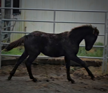 HorseID: 2286715 Aristotle's Buttercup SCS - PhotoID: 1063599