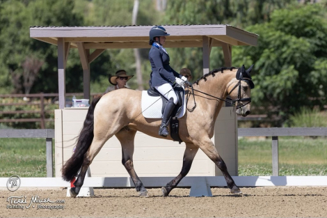 HorseID: 2286735 Romeo’s Gold - PhotoID: 1063621